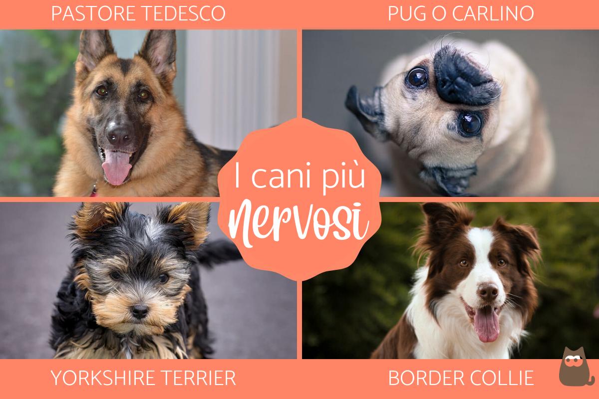 Razze di cani nervosi