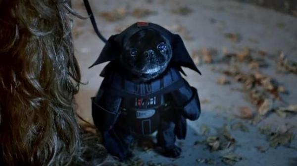 Tutti i costumi di Star Wars per cani - Costume di Lando Calrissian