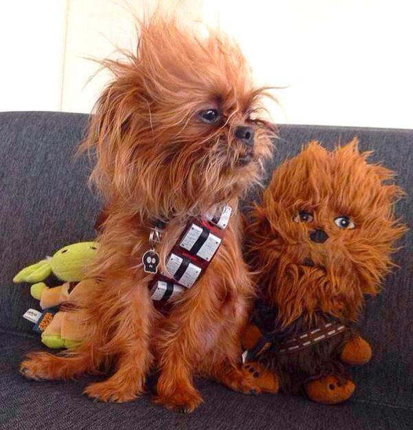 Tutti i costumi di Star Wars per cani - Costume di Padmé Amidala