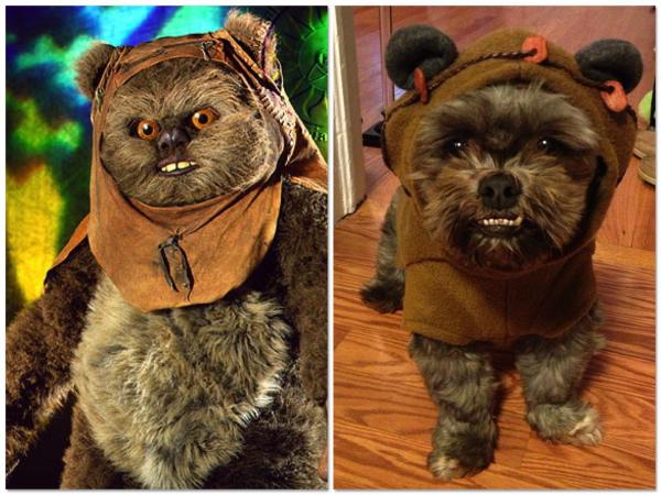 Tutti i costumi di Star Wars per cani - Costume di Rey