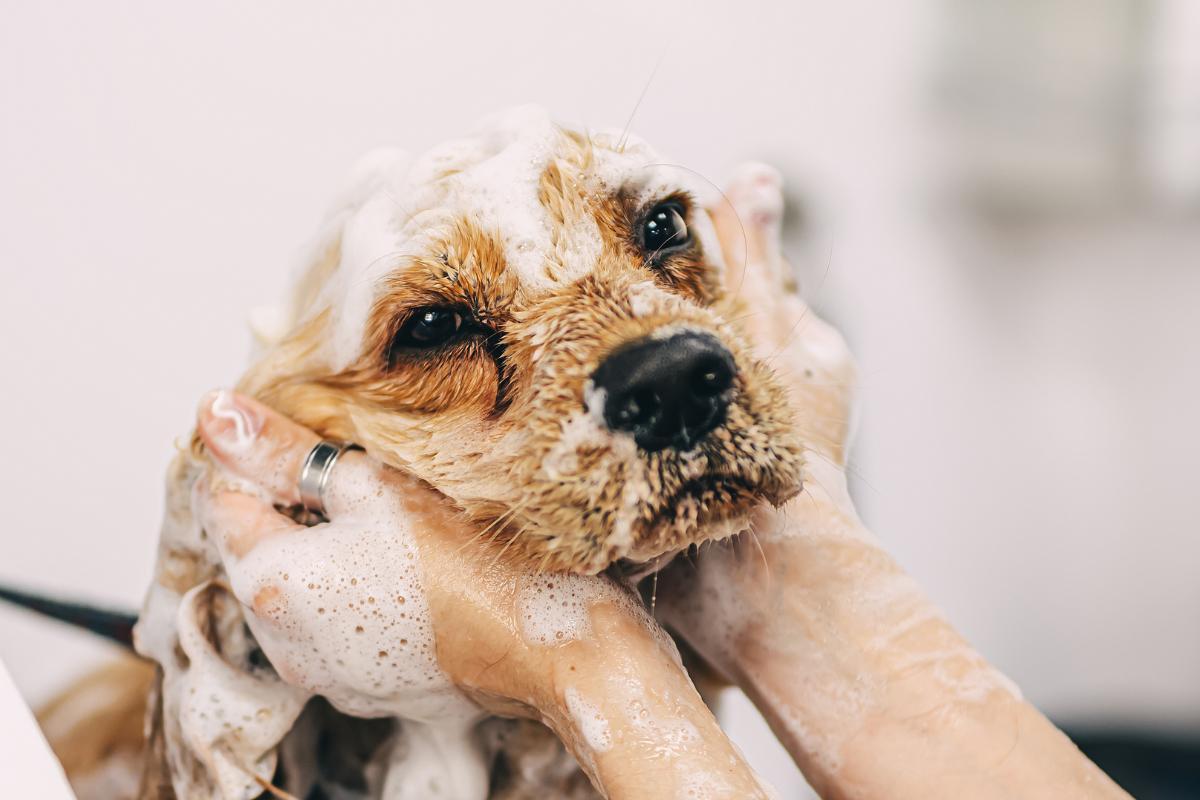 Si può lavare il cane con lo shampoo normale?