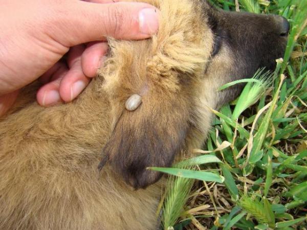 Cane non sverminato: quali sono i rischi?