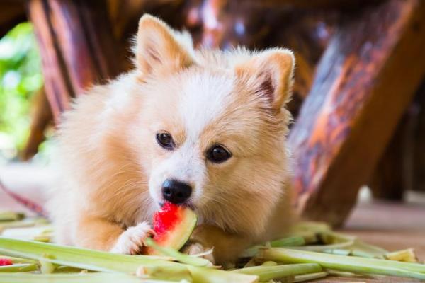 I cani possono mangiare l'anguria? - L'anguria va bene per i cani?