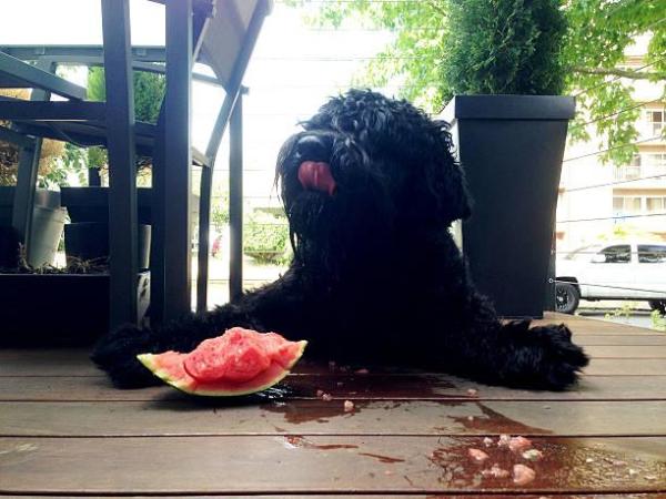 I cani possono mangiare l'anguria? - Quali sono i benefici dell’anguria per i cani?