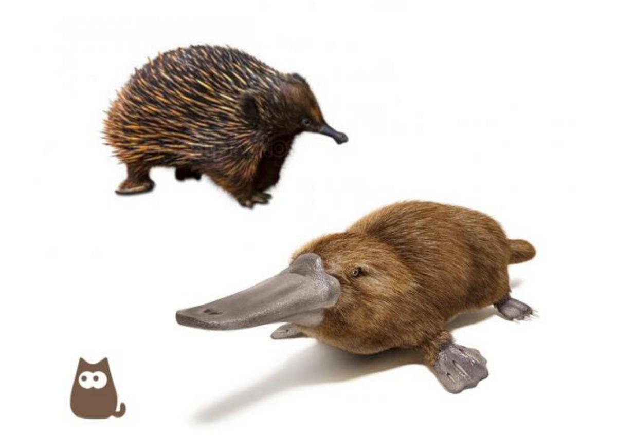 Lista dei mammiferi ovipari - Caratteristiche e curiosità