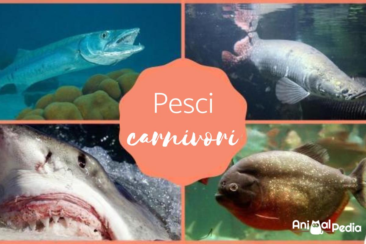 Pesci carnivori: Tipi, nomi ed esempi