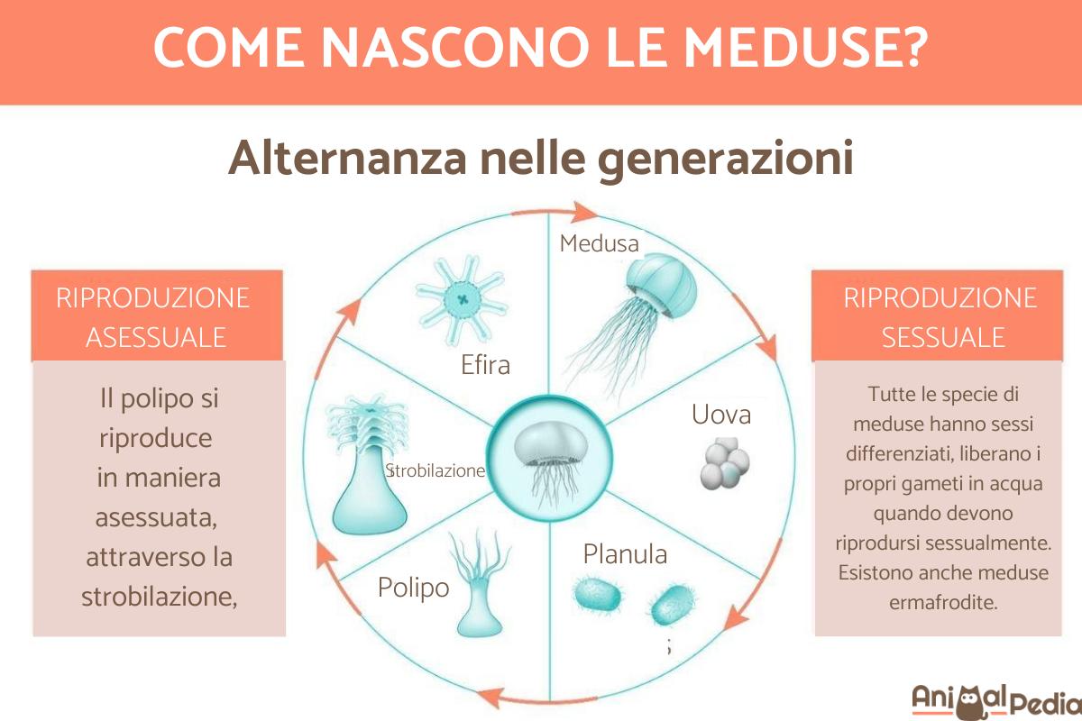 Riproduzione delle meduse