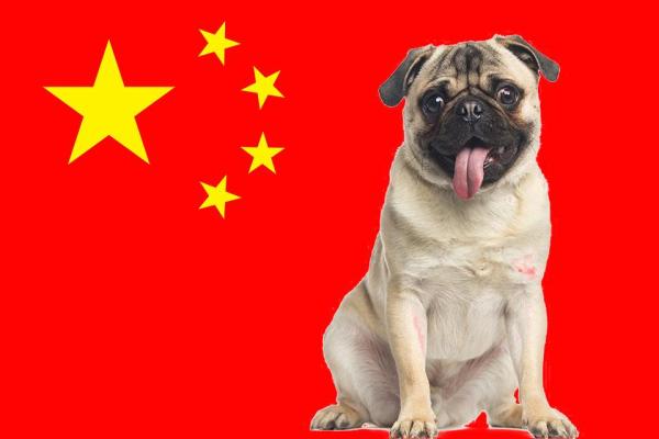 10 Razze di cani cinesi: caratteristiche e curiosità