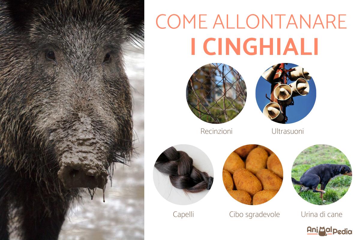 Come allontanare i cinghiali