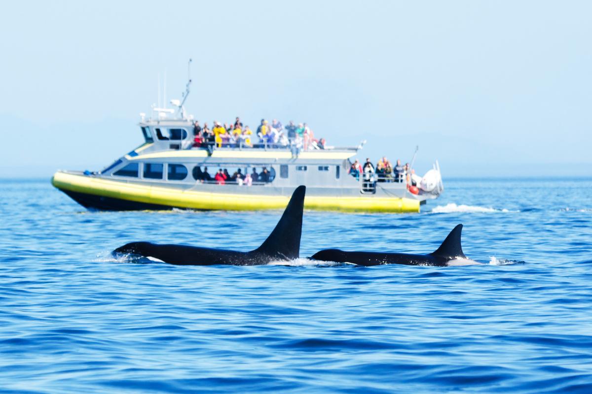 L'orca attacca l'uomo?