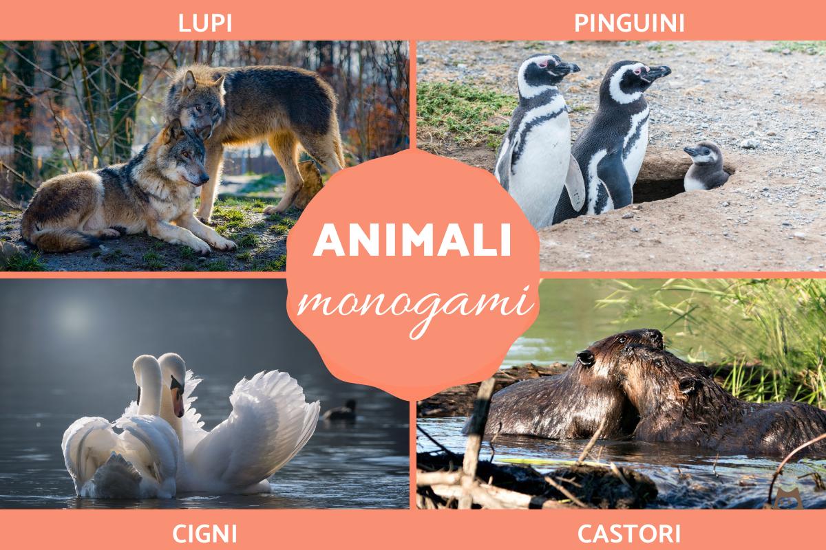Animali monogami: Caratteristiche ed esempi