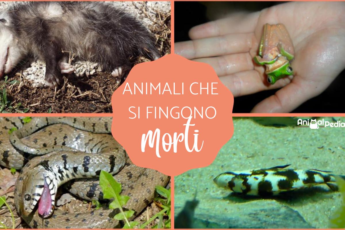Animali che si fingono morti
