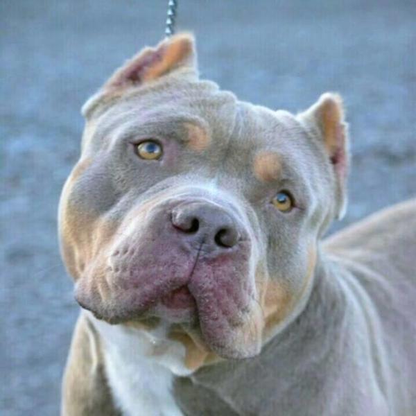 Come addestrare un American Bully: tecniche e consigli