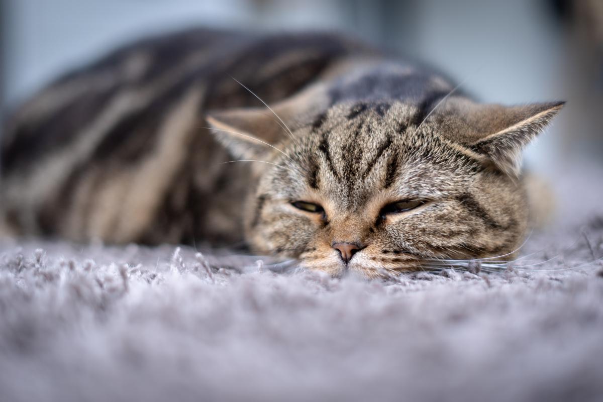 Gatto morto dopo anestesia: cosa fare?