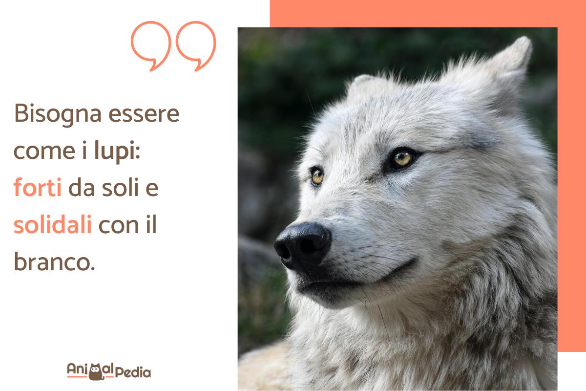 Frasi sul lupo