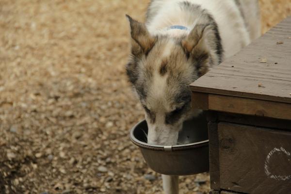 Il mio cane anziano beve molto: cause e cura