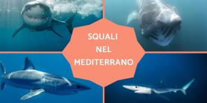 Squali nel Mediterraneo