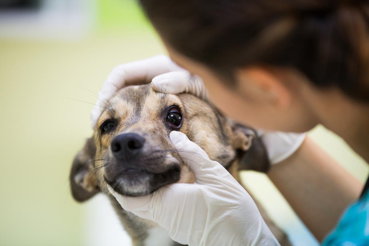 Nistagmo nel cane: sintomi, cause e trattamento