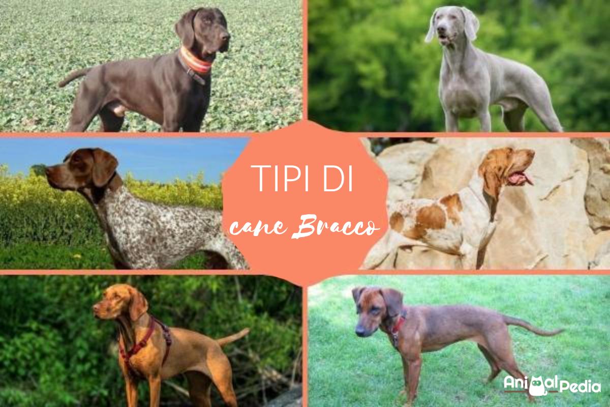 Tipi di cane Bracco