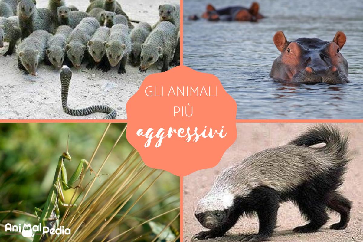 Gli animali più aggressivi del mondo