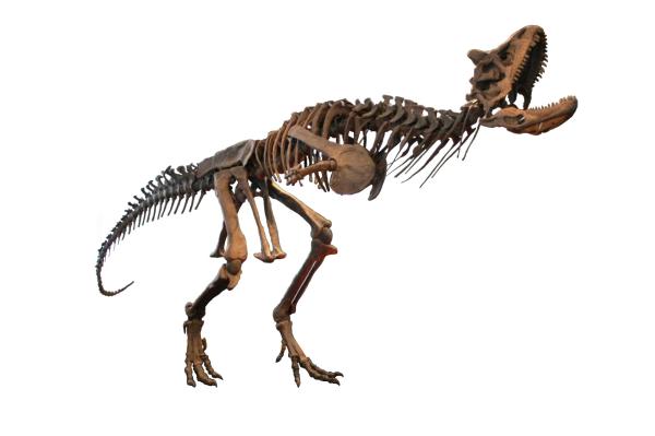 Dinosauri carnivori: nomi, caratteristiche e immagini - Perché i dinosauri carnivori erano bipedi?