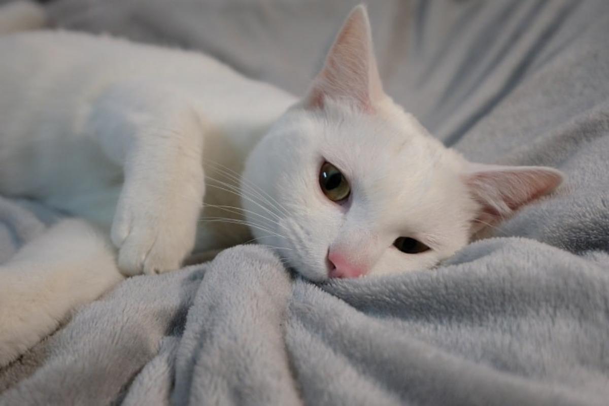 Perché il gatto fa la pasta e morde