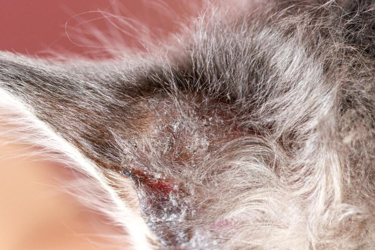 Dermatite atopica del gatto: Sintomi, cura e rimedi naturali