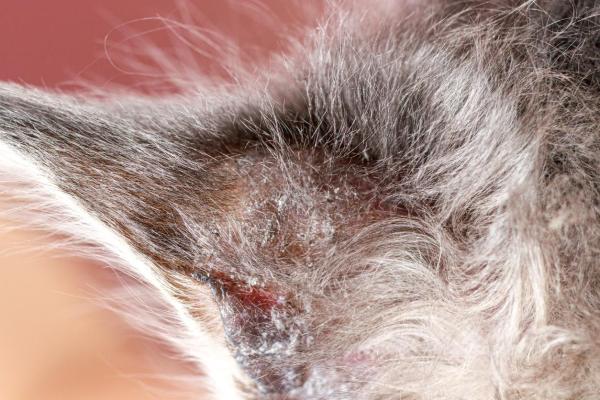 Dermatite atopica del gatto: Sintomi, cura e rimedi naturali