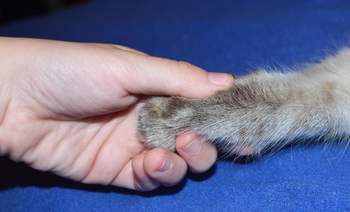Come insegnare al gatto a dare la zampa