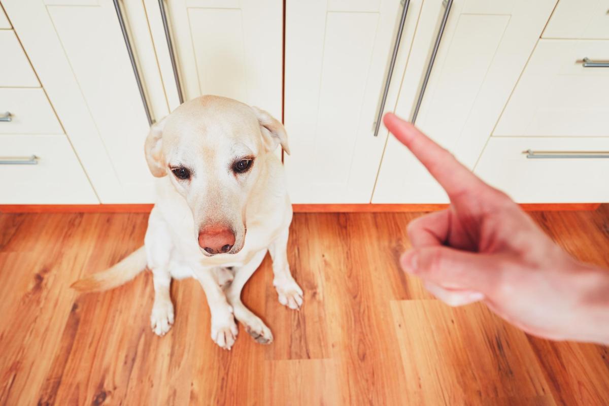 Come sgridare un cane