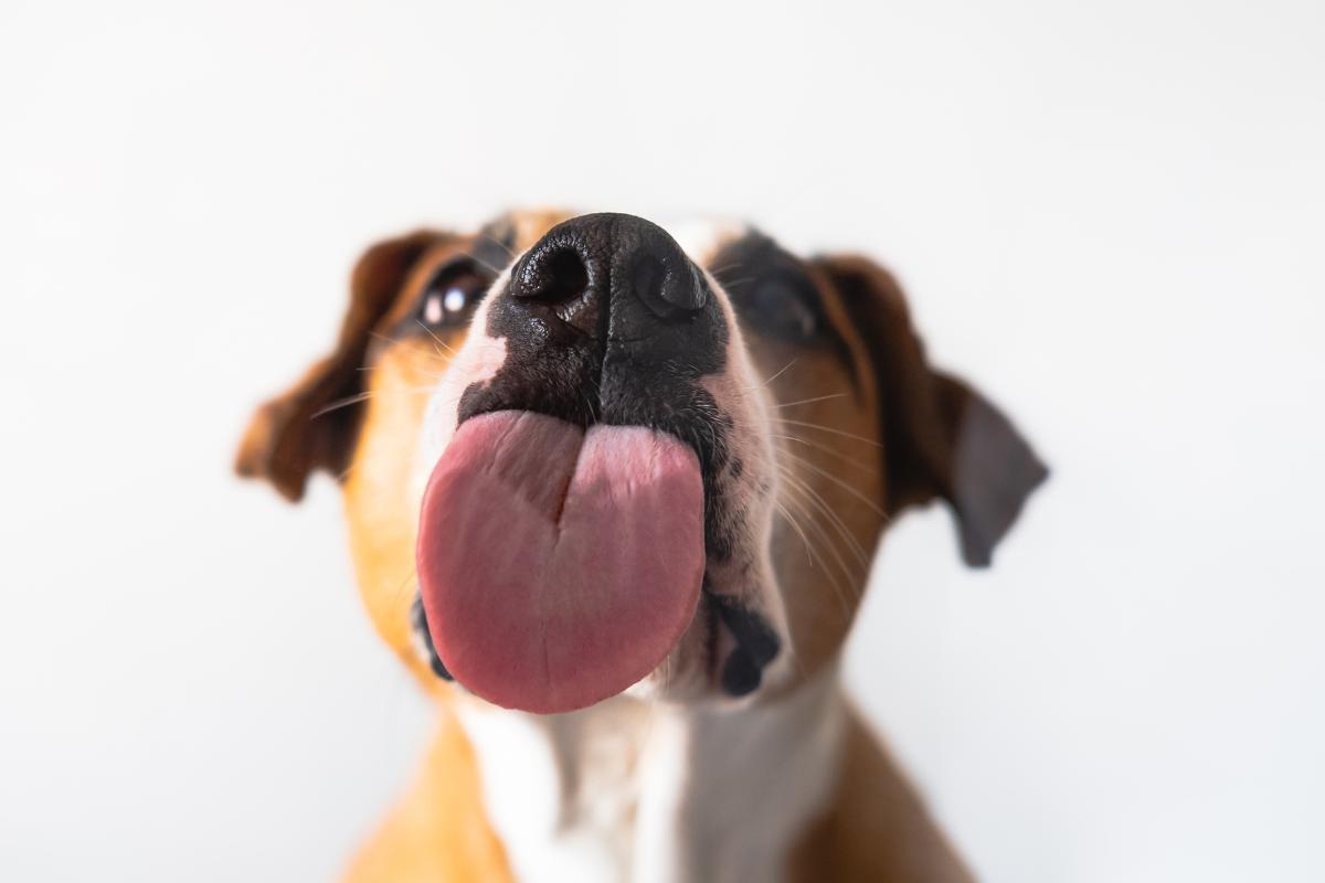 Perché il cane lecca tutto?