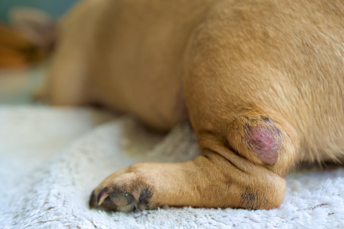 Pallina dura sotto la pelle del cane: cause e trattamenti