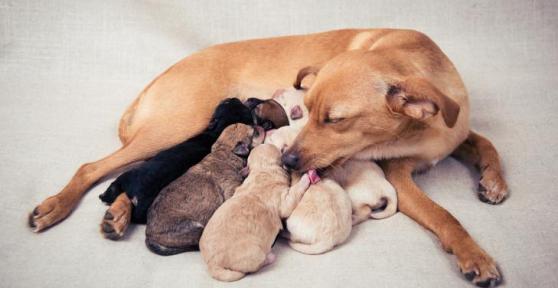 Posso lavare il cane dopo il parto?