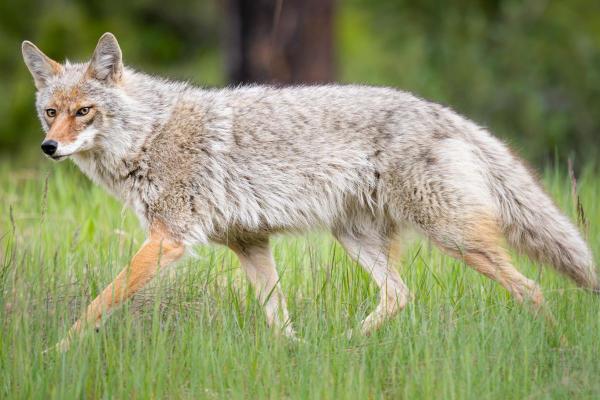 Dove vive il coyote? - Com'è l'habitat del coyote?