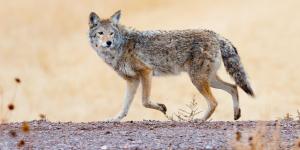 Dove vive il coyote?