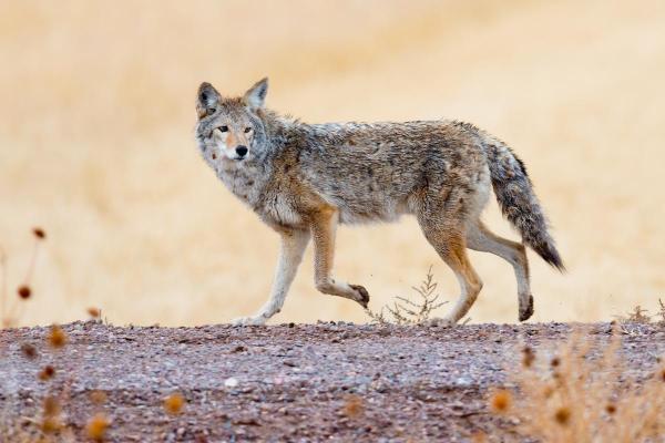 Dove vive il coyote?