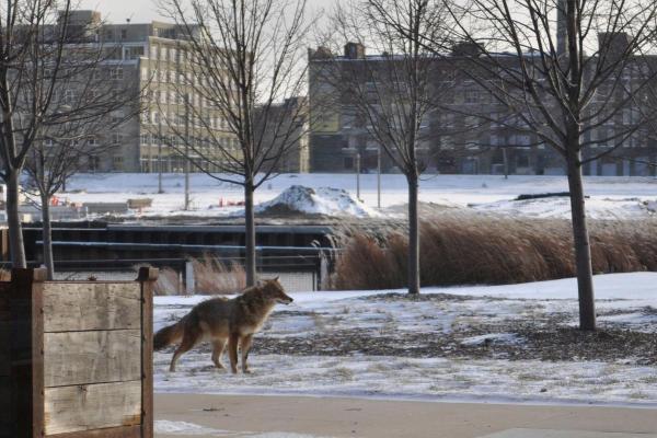 Dove vive il coyote? - È pericoloso avere coyote vicino casa?
