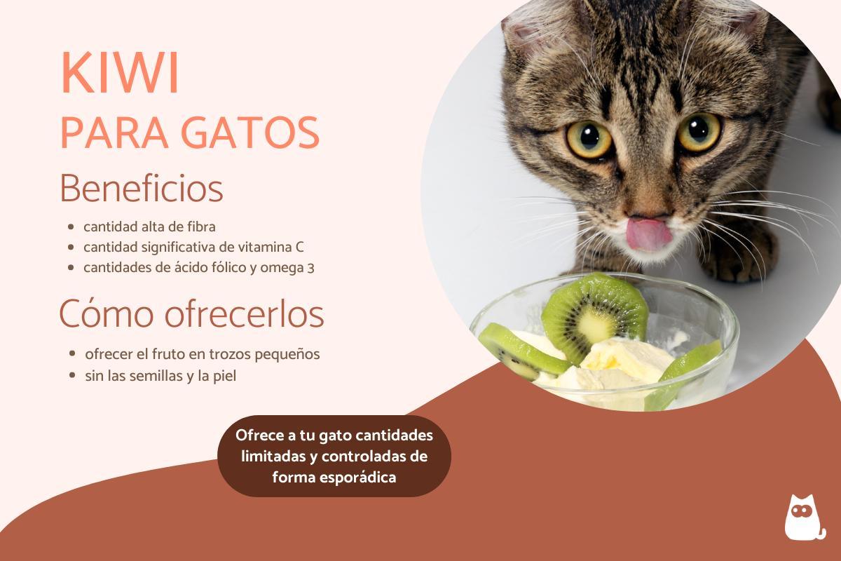 I gatti possono mangiare kiwi? Benefici e rischi
