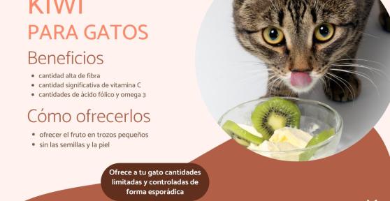 I gatti possono mangiare kiwi? Benefici e rischi