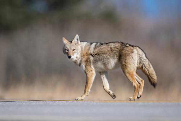Dove vive il coyote? - Il coyote vive vicino alle città o alle aree urbane?