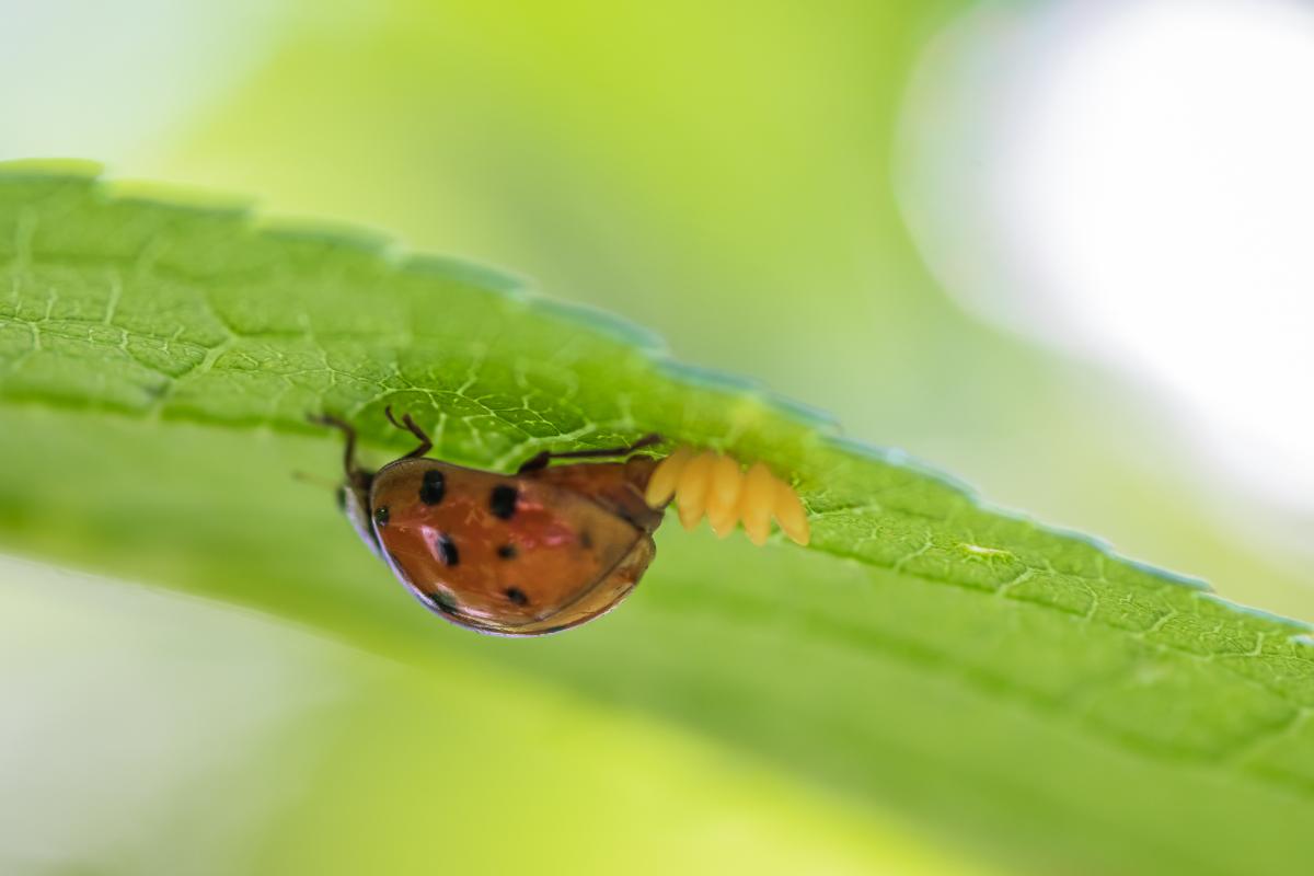 Come nascono e riproducono le coccinelle?