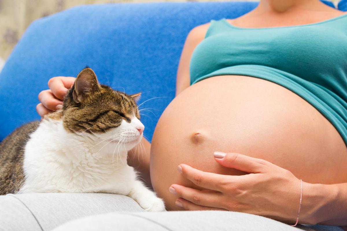 Posso accarezzare il gatto in gravidanza?