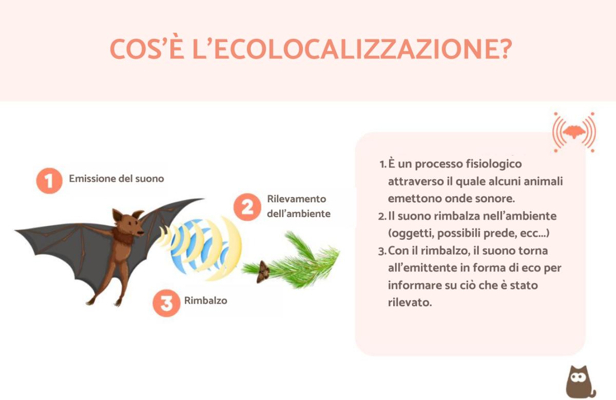 Ecolocalizzazione: cosa significa e quali animali la usano?