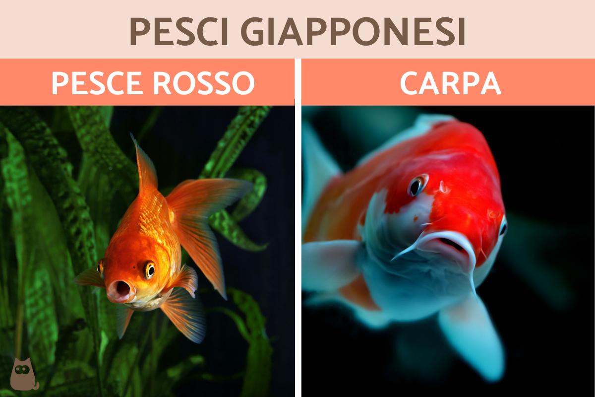 Pesci giapponesi: Tipi e caratteristiche