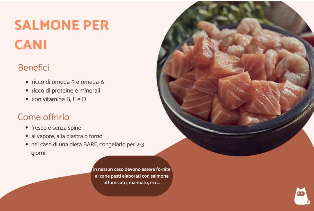 I cani possono mangiare salmone?