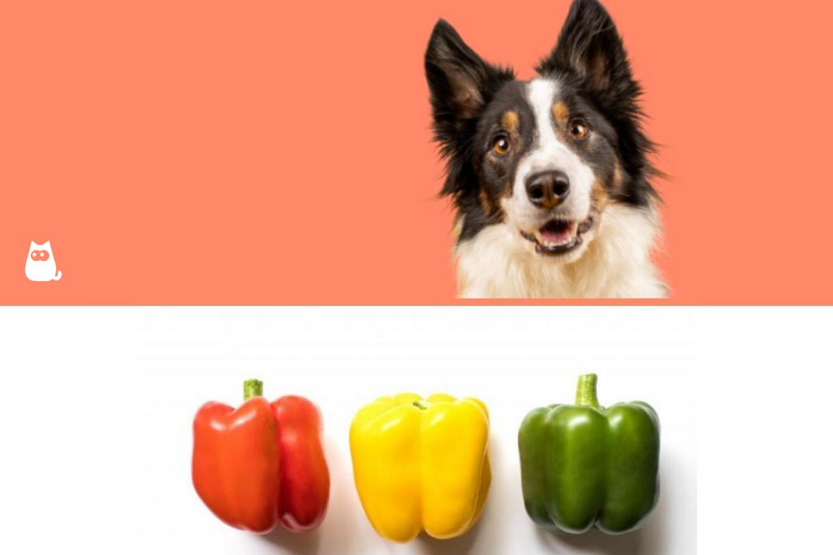 I cani possono mangiare i peperoni?