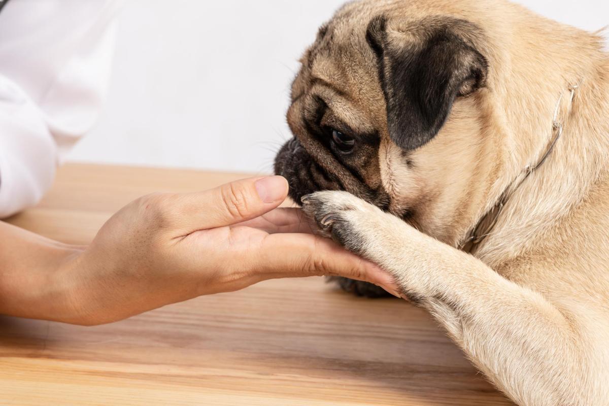 Cosa vuol dire quando il cane ti mordicchia