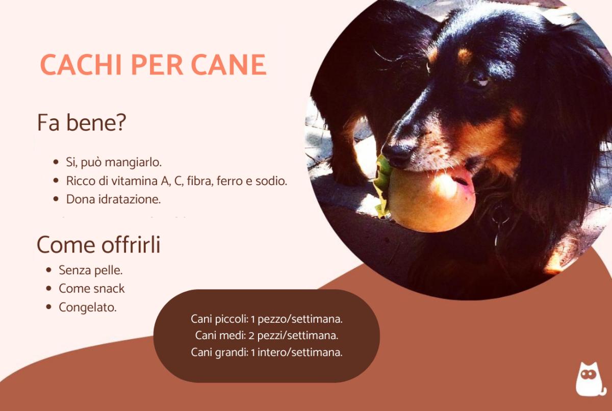 I cani possono mangiare i cachi?
