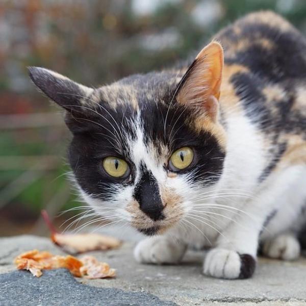 Perché si dice che i gatti hanno sette vite?
