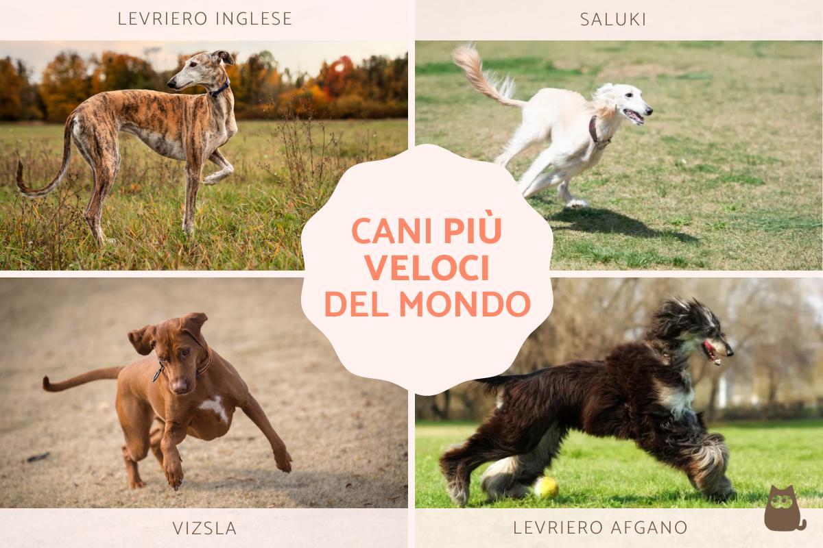 I cani più veloci del mondo
